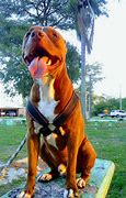 Image result for Chocolate Brown Pit Bull