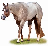 Image result for American Quarter Horse