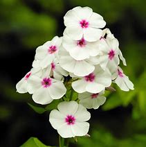 Image result for Phlox Red Flame (Paniculata-Group)