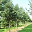 Image result for Pinus sylvestris Beuvronensis