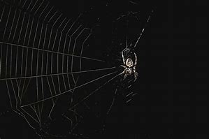 Image result for Spider Web Black and Whiete