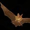 Image result for Bat Hanging Back