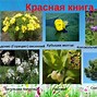 Image result for Биология Книга Растения