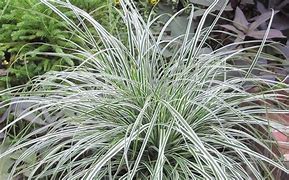 Image result for Carex oshimensis Everest