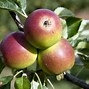 Image result for Apple Fruit Varieties