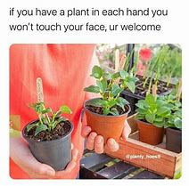 Image result for Plant Pot Meme