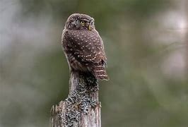Image result for Owl Head Rotated Backward