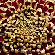 Image result for Intermediate Incurve Crysanthemum Flower