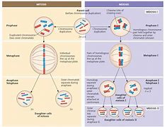 Image result for Meiosis vs Mitosis Diagram