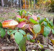 Image result for Moss Grow Basket Stump Mushroom