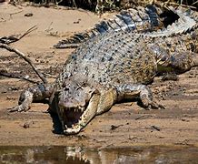 Image result for Most Dangerous Water Animal