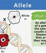 Image result for Allele Pairs