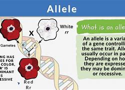 Image result for Gene Allele