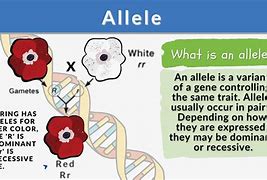 Image result for allele