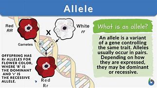 Image result for DNA Allele