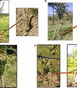 Image result for Grafted Apple Tree