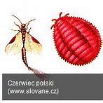 Image result for czerwiec_polski
