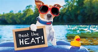 Image result for Beat the Heat Funny