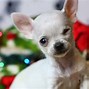 Image result for Tiniest Dog in the World