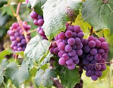 Image result for Big Table Grapes