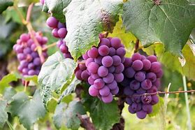 Image result for A Grape