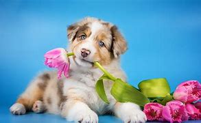 Image result for Cool Dog Cute Animals Backgrounds