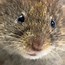 Image result for Mouse Nose