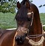 Image result for Bay Arabian Horse