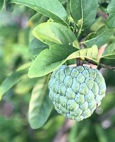 Image result for Sweetsop