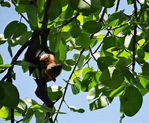 Image result for Flying Fox Fruit Bat