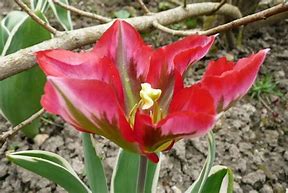 Image result for Tulipa Esperanto