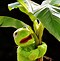 Image result for Kermit Hearts Meme