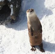 Image result for Otter iPhone 13