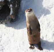 Image result for Otter From Animal House