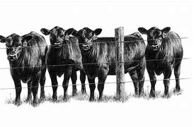 Image result for Angus Cow Clip Art