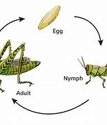 Image result for Insect Life Cycle Grasshopper
