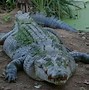 Image result for Heaviest Animal in the World