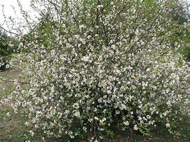 Résultat d’images pour Chaenomeles speciosa Nivalis