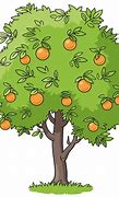 Image result for Mother Orange Tree