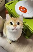 Image result for Cat Meowing Meme