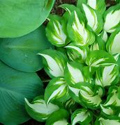 Image result for Hosta Tango