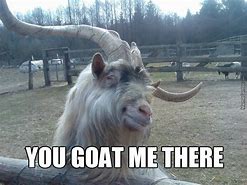 Image result for Goat Laughing Meme