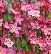 Image result for Saxifraga (A) Harders Zwerg