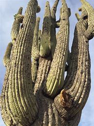 Image result for Arizona Cactus Identification