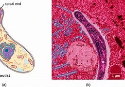 Image result for The Smallest Unicellular Eukaryotic Cell