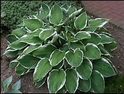 Image result for Hosta Francee