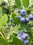 Image result for Blueberry Ochard