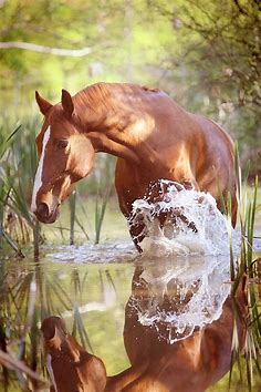 Beautiful photo | Horses, Beautiful horses, Pretty horses