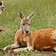 Image result for Animals with Red Ears