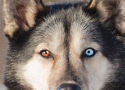 Image result for huskies dogs eyes color